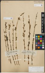 Foto von Salix purpurea L.